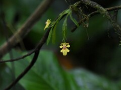 Erycina