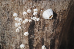 Amphibalanus improvisus