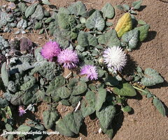 Crocodilium creticum