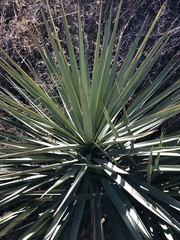 Yucca schottii