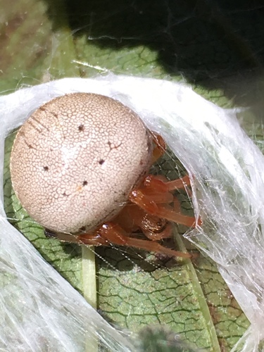 Lattice Orbweaver