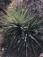 Yucca schottii