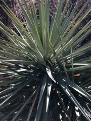 Yucca schottii