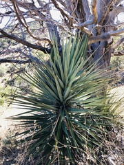 Yucca schottii
