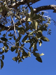 Quercus arizonica