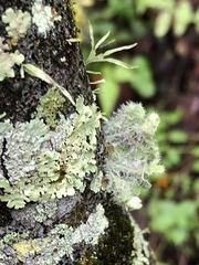 Heterodermia sorediosa