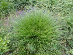 Carex divulsa