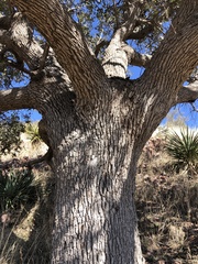 Quercus arizonica