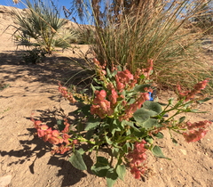 Rumex vesicarius
