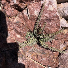 Astrolepis cochisensis