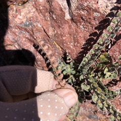 Astrolepis cochisensis