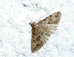 Alucita hexadactyla