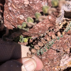 Astrolepis cochisensis