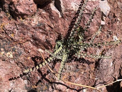 Astrolepis cochisensis