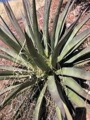 Agave palmeri