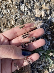 Dalea mollissima
