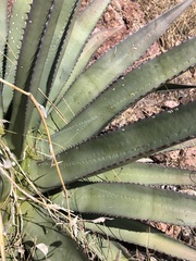 Agave palmeri