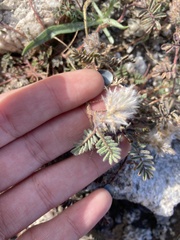 Dalea mollissima