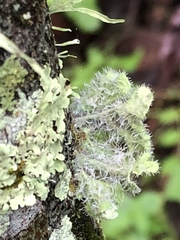 Heterodermia sorediosa