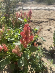 Rumex vesicarius
