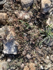 Dalea mollissima