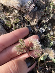 Dalea mollissima