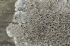 Pseudothelomma occidentale