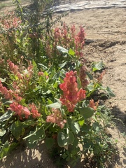 Rumex vesicarius