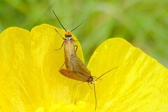 Micropterix calthella