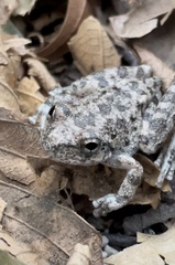 Pseudacris cadaverina