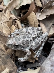 Pseudacris cadaverina