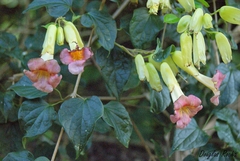 Bignonieae