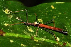 Pseudophasma castaneum