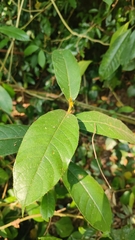 Nerieae