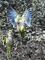 Myiopsitta monachus