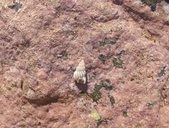 Epitoniidae