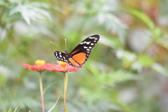 Heliconius hecalesia