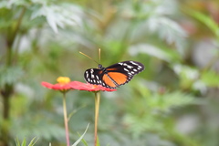 Heliconius hecalesia