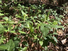 Arisaema acuminatum