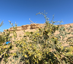 Pergularia tomentosa