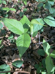 Arisaema acuminatum