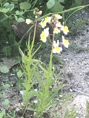 Linaria maroccana