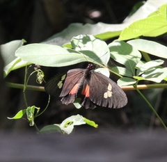 Parides