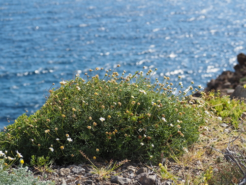 Argyranthemum frutescens image