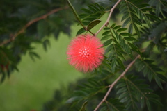 Calliandra haematocephala