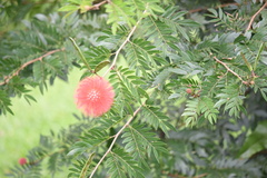 Calliandra haematocephala