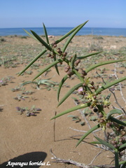 Asparagus horridus
