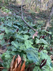 Trillium maculatum