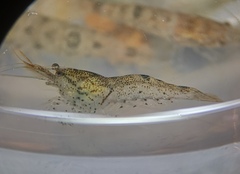 Caridina cantonensis