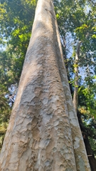 Lagerstroemia calyculata